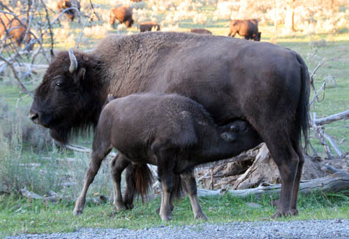 Buffalo nursing in Yellowstone
