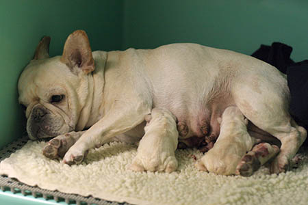 how are french bulldogs born