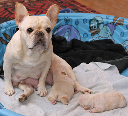 how big are french bulldog puppies when born