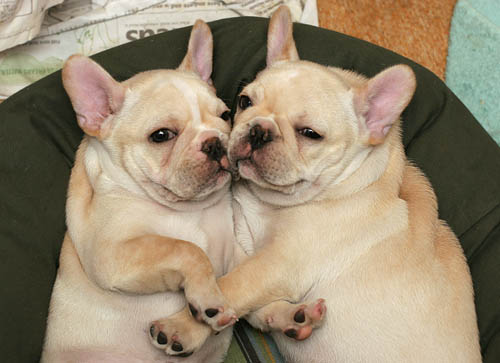 are french bulldogs cuddlers