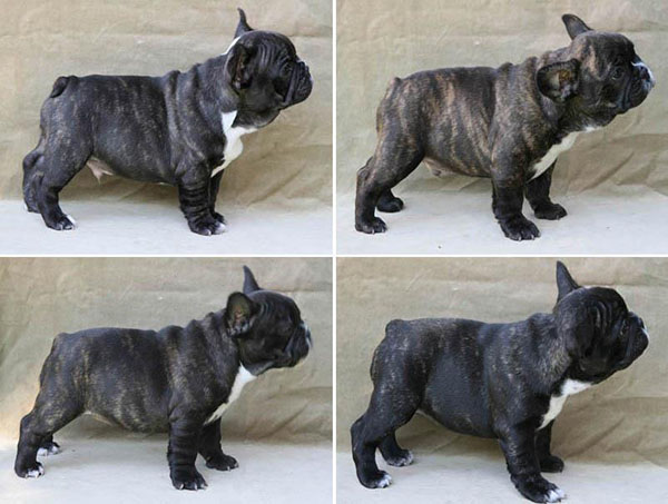 13 week best sale old french bulldog