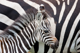 Serengeti National Park