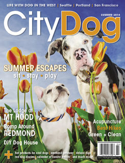 City Dog cover