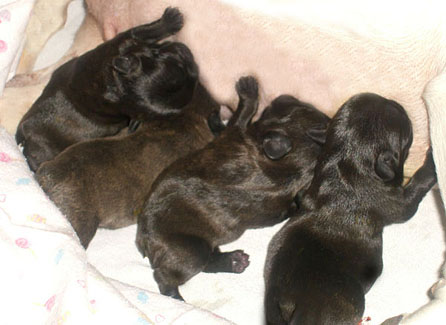 Piper puppies